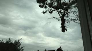 rooien kappen van bomen in oisterwijk